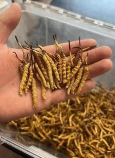 福田高价收购虫草 看虫草个头大小 快速打款 冬虫夏草回收图片