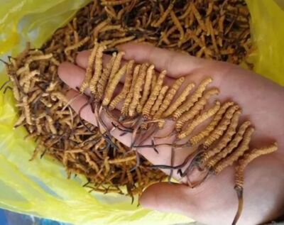 石家庄生肖茅台酒回收,烟酒礼品 虫草回收的电话 相关图片