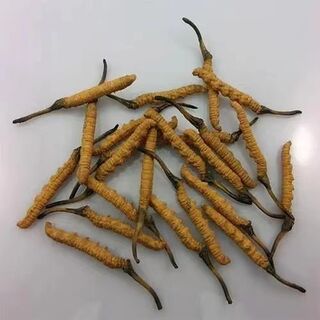 唐山市回收冬虫夏草 燕窝 海参等礼品 相关图片
